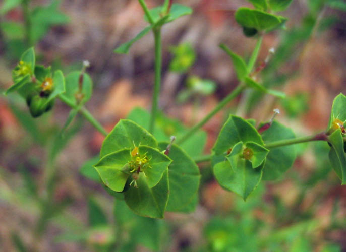 Detailed Picture 4 of Terracina Spurge