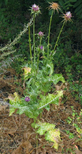 Detailed Picture 3 of Milk-thistle