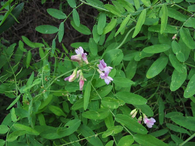 Detailed Picture 4 of Wild Sweet Pea