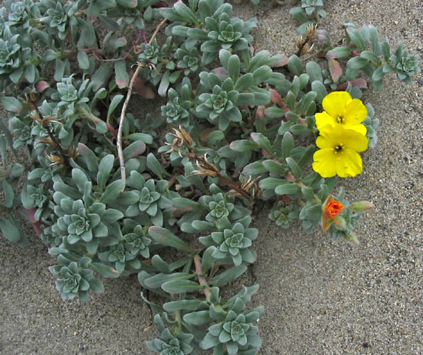 Detailed Picture 3 of Beach Evening Primrose