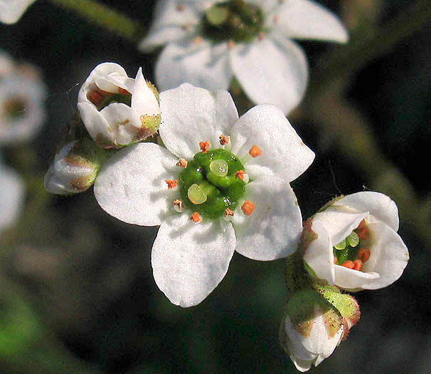 Detailed Picture 1 of California Saxifrage