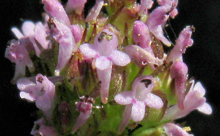 Detailed Picture 1 of Long-spurred Plectritic