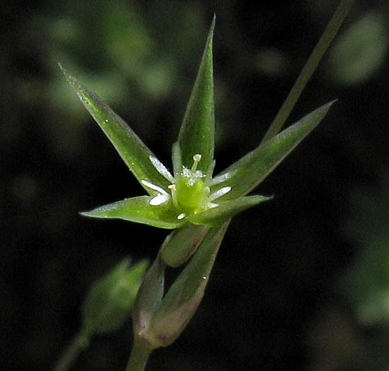 Detailed Picture 1 of Shiny Chickweed