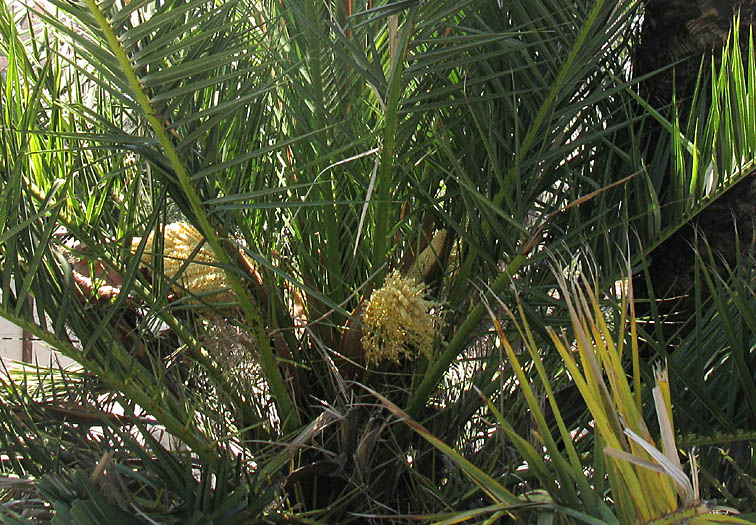 Detailed Picture 3 of Canary Island Date Palm