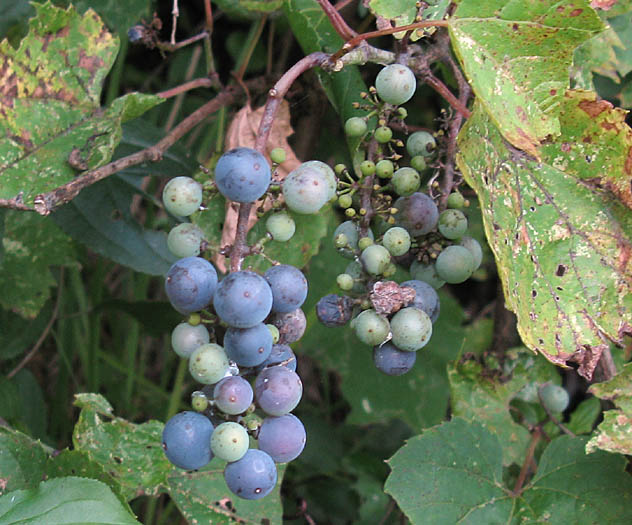 Detailed Picture 5 of Cultivated Grape