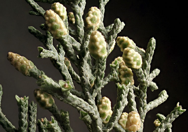 Detailed Picture 2 of Arizona Cypress