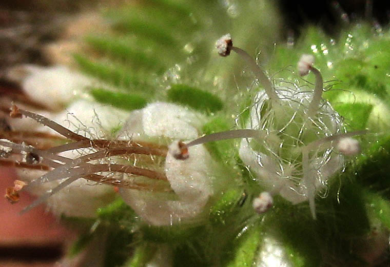 Detailed Picture 1 of Mountain Phacelia