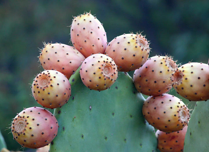Detailed Picture 7 of Mission Prickly-pear