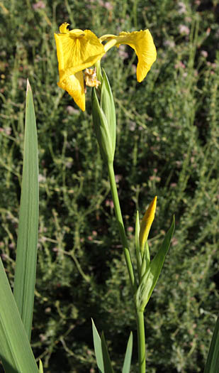 Detailed Picture 4 of Yellow Water Iris
