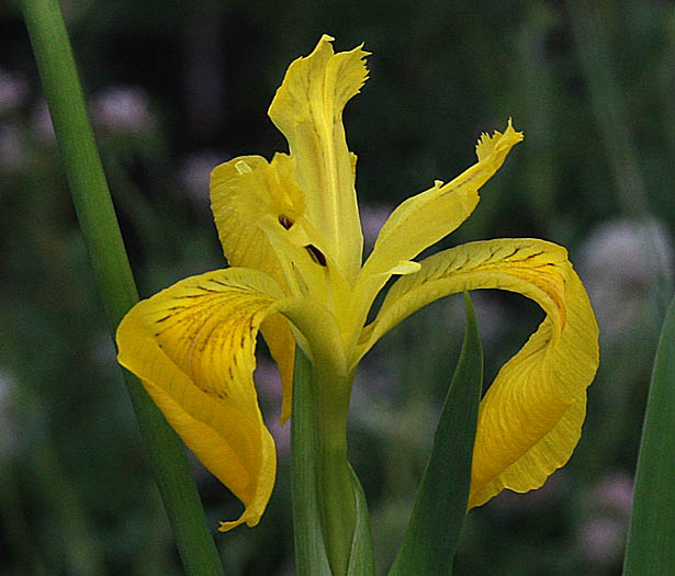 Detailed Picture 2 of Yellow Water Iris