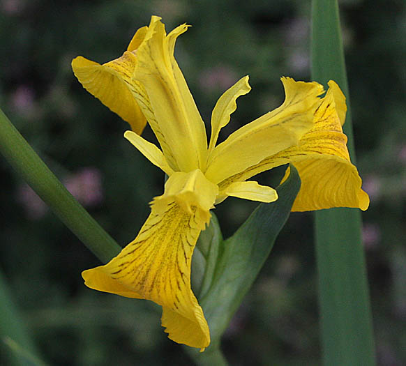 Detailed Picture 1 of Yellow Water Iris