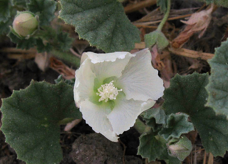 Detailed Picture 1 of Alkali-mallow