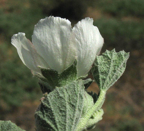 Detailed Picture 2 of Alkali-mallow