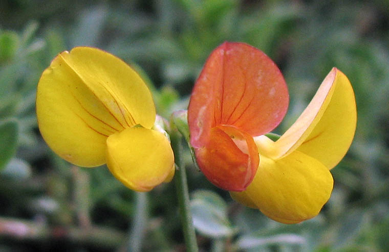 Detailed Picture 1 of Birdfoot Trefoil