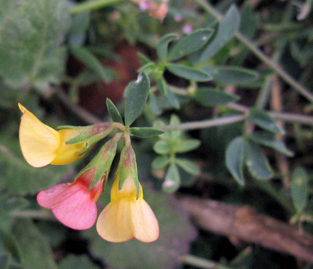 Detailed Picture 4 of Birdfoot Trefoil