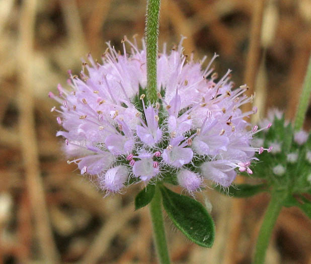Detailed Picture 1 of Pennyroyal