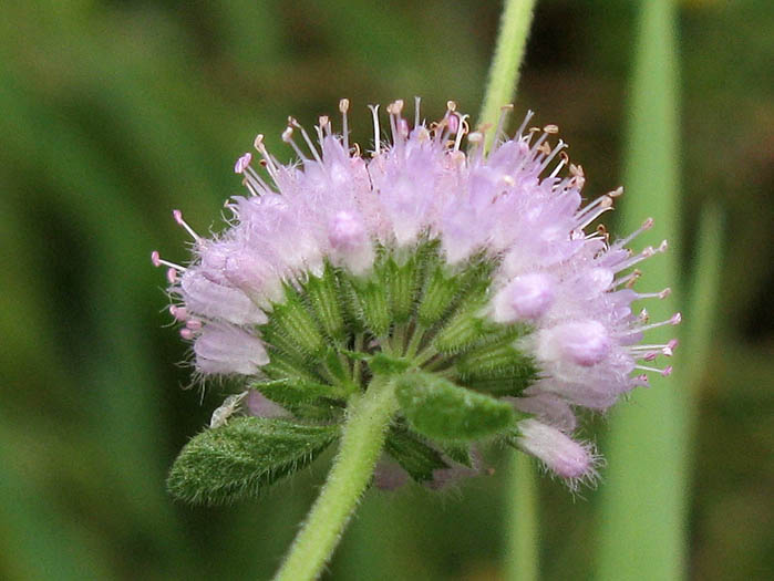 Detailed Picture 2 of Pennyroyal