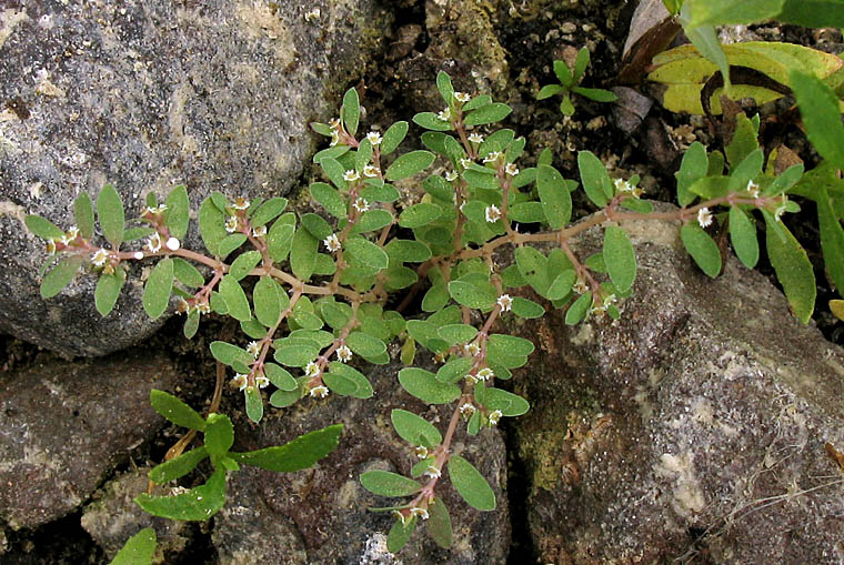 Detailed Picture 7 of Thyme-leaved Spurge