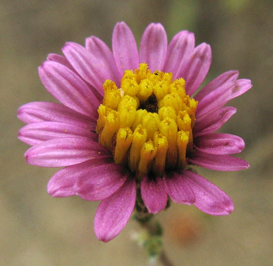 Detailed Picture 1 of Woolly Aster