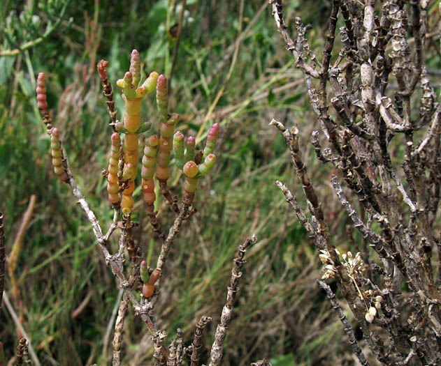 Detailed Picture 7 of Woody Glasswort
