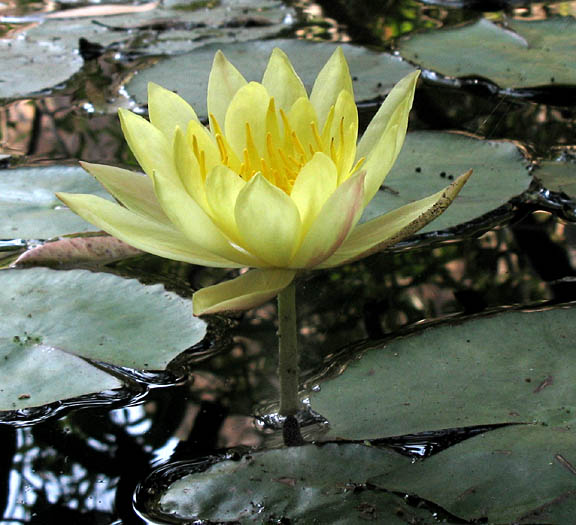 Detailed Picture 2 of Yellow Waterlily