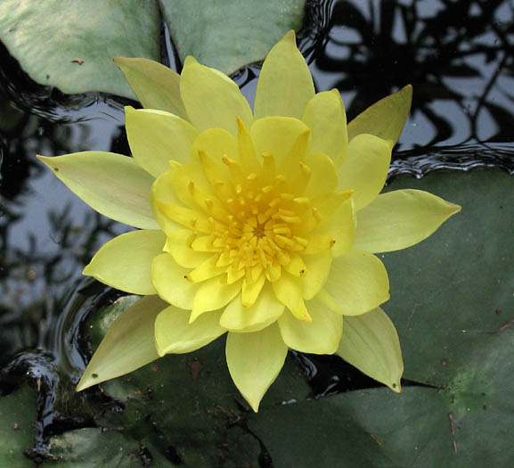 Detailed Picture 1 of Yellow Waterlily