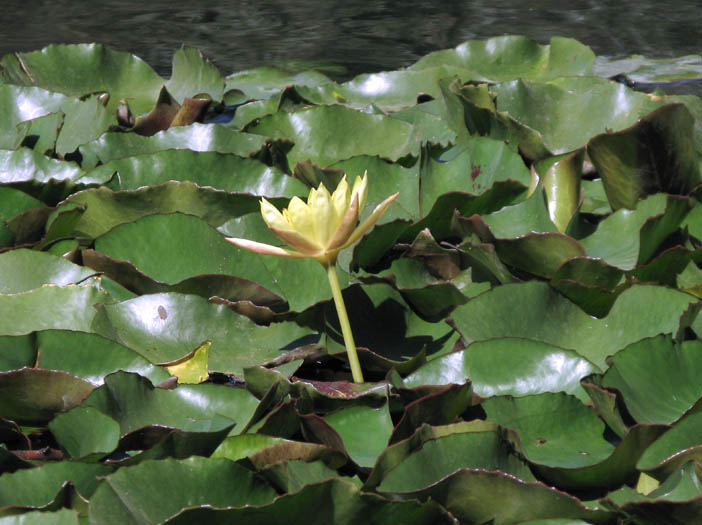 Detailed Picture 4 of Yellow Waterlily