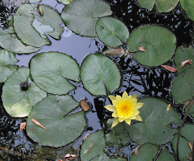 Detailed Picture 3 of Yellow Waterlily