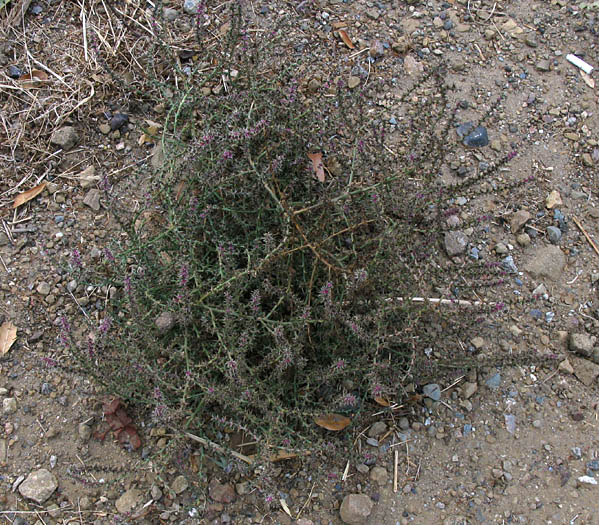 Detailed Picture 8 of Russian Thistle