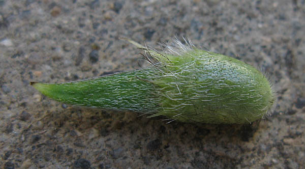 Detailed Picture 4 of Arabian Pea