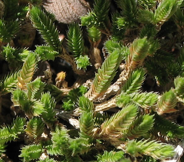 Detailed Picture 1 of Bigelow's Spike Moss