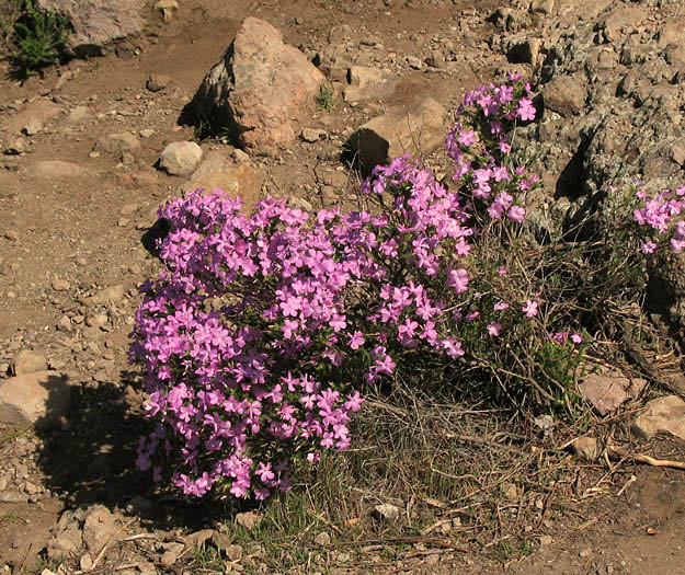 Detailed Picture 6 of Prickly Phlox