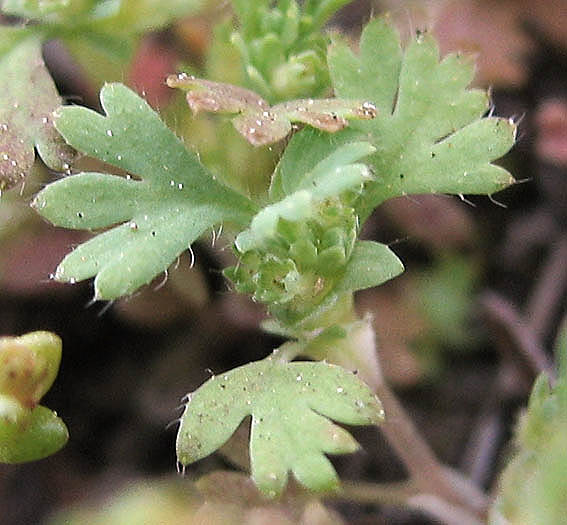 Detailed Picture 3 of Lady's Mantle