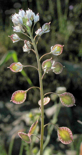 Detailed Picture 5 of Narrow-leaved Fringe-pod