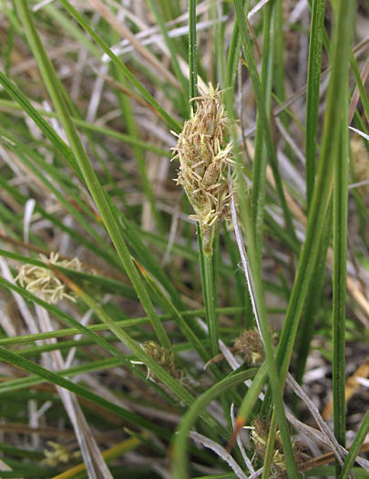 Detailed Picture 3 of Clustered Field Sedge