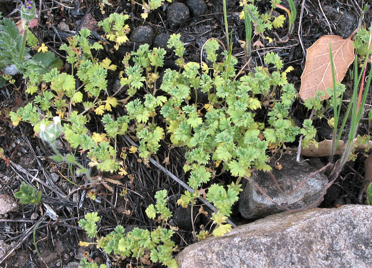 Detailed Picture 5 of Lady's Mantle