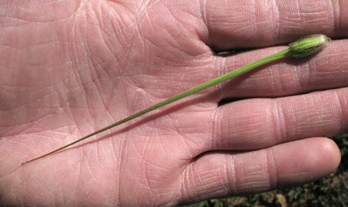 Detailed Picture 7 of Long-beaked Filaree