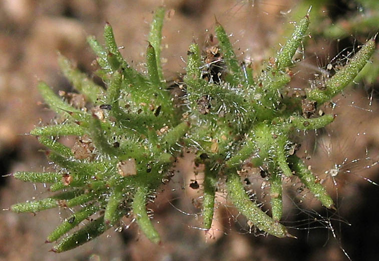 Detailed Picture 1 of California Loeflingia