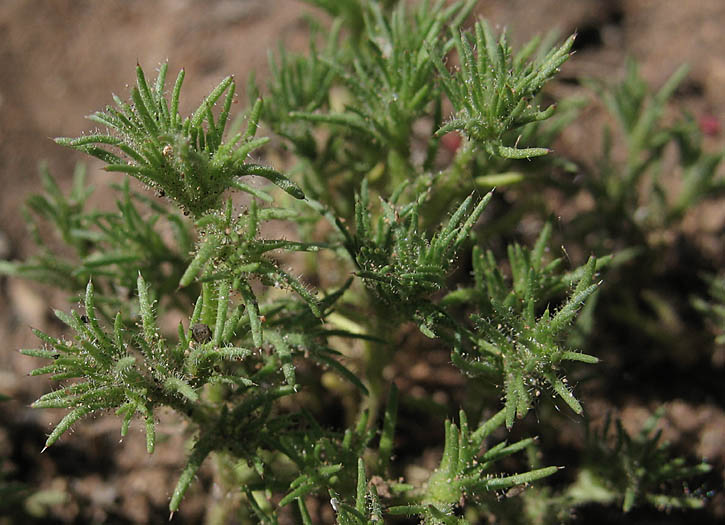 Detailed Picture 3 of California Loeflingia
