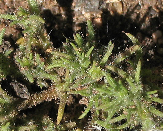 Detailed Picture 2 of California Loeflingia