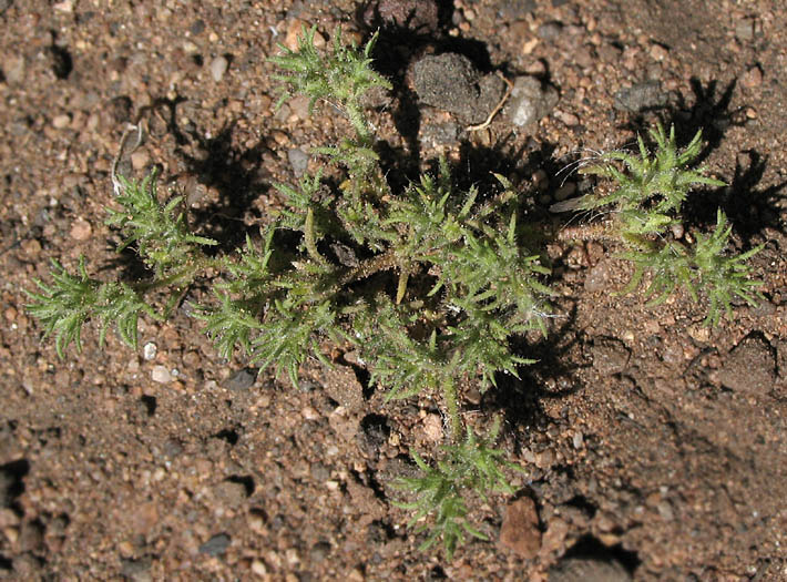 Detailed Picture 4 of California Loeflingia