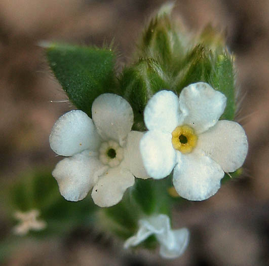 Detailed Picture 1 of Valley Popcorn Flower