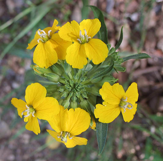 Detailed Picture 2 of Western Wallflower