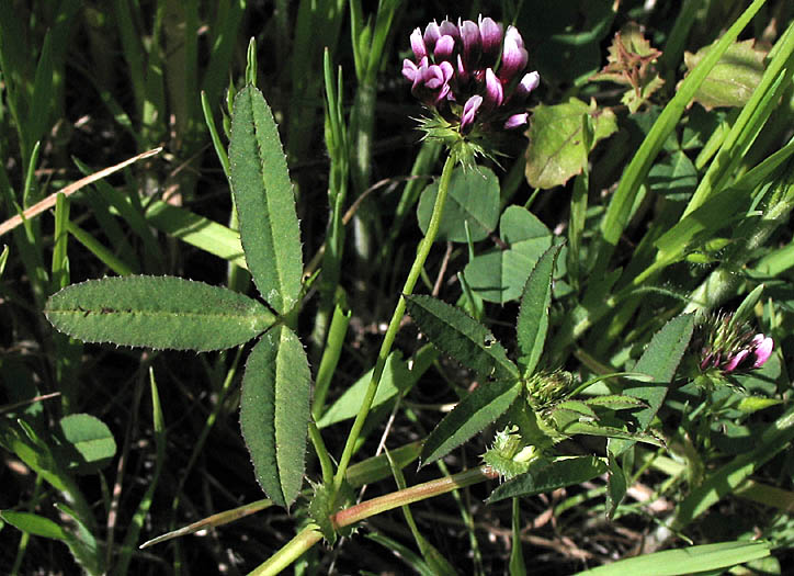 Detailed Picture 10 of White-tipped Clover