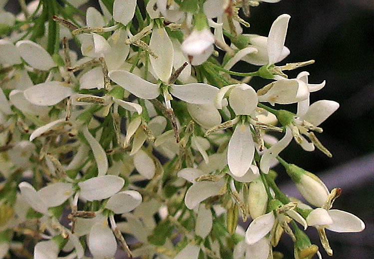 Detailed Picture 3 of Chaparral Flowering Ash