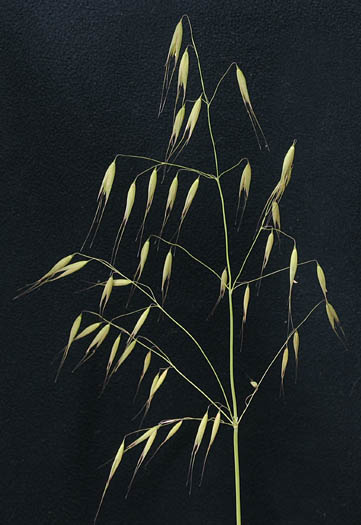 Detailed Picture 4 of Wild Oats