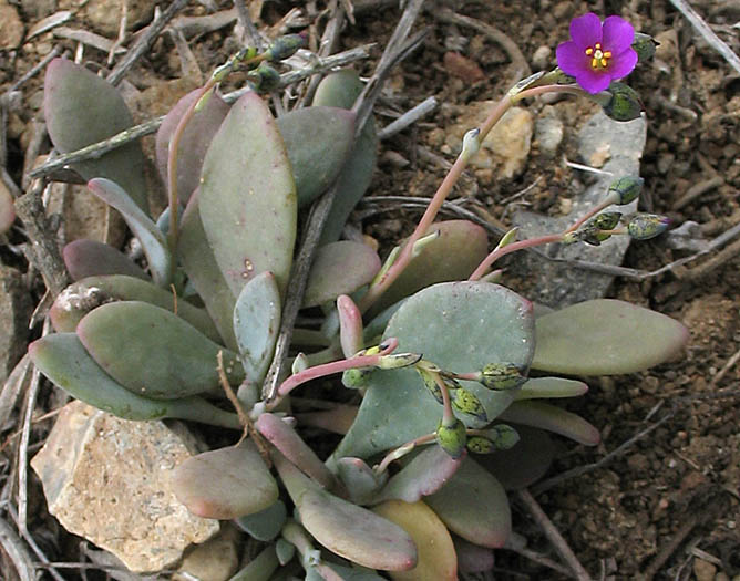 Detailed Picture 4 of Seaside Calandrinia