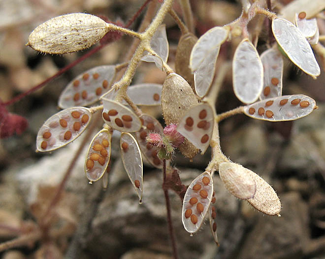 Detailed Picture 10 of Rock Cress