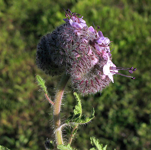 Detailed Picture 2 of Hubby's Phacelia