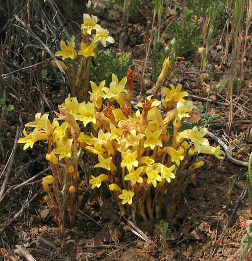 Detailed Picture 4 of Franciscan Broomrape